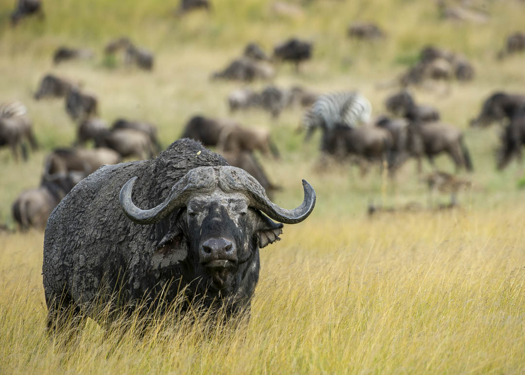 Maasai Mara — Under open sky